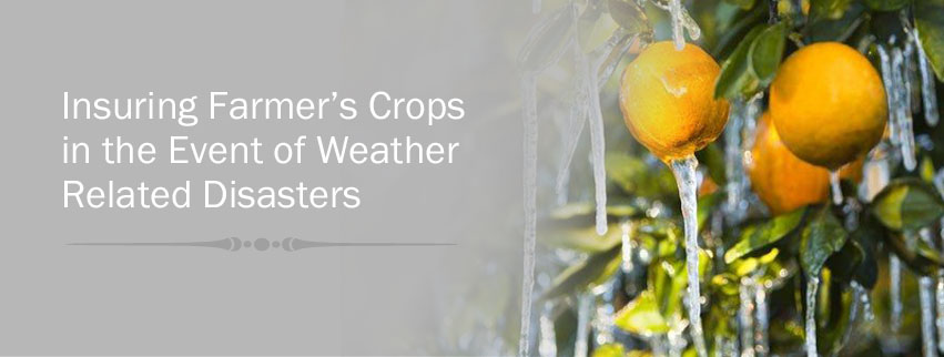 Insuring Farmer's Crops